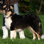 Collie langhåret Lapinette's Graceful And Elegant