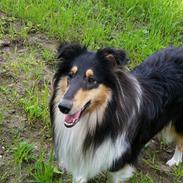 Collie langhåret Lapinette's Graceful And Elegant