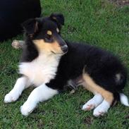 Collie langhåret Lapinette's Graceful And Elegant