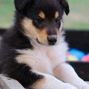 Collie langhåret Lapinette's Graceful And Elegant