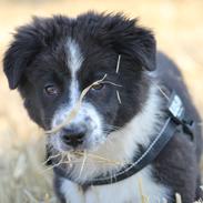 Australian shepherd Östra Greeda Wild Walkyria (aka. Jolly)