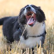 Australian shepherd Östra Greeda Wild Walkyria (aka. Jolly)