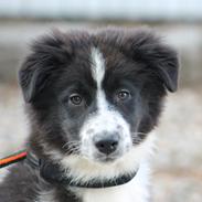 Australian shepherd Östra Greeda Wild Walkyria (aka. Jolly)