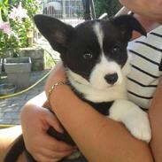 Welsh corgi cardigan Blondie's U 4 Ever  *^*RIP*^*