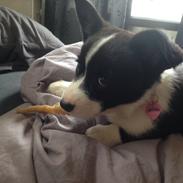 Welsh corgi cardigan Blondie's U 4 Ever  *^*RIP*^*