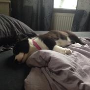 Welsh corgi cardigan Blondie's U 4 Ever  *^*RIP*^*