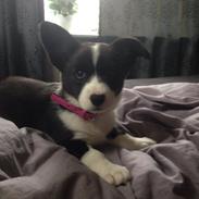 Welsh corgi cardigan Blondie's U 4 Ever  *^*RIP*^*