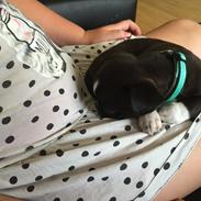 Blanding af racer Blackie 