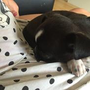 Blanding af racer Blackie 