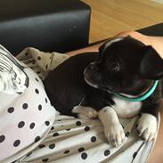 Blanding af racer Blackie 