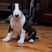Bullterrier ACAI Bullwerona