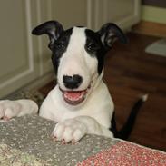 Bullterrier ACAI Bullwerona