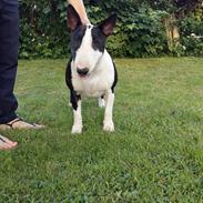 Bullterrier ACAI Bullwerona