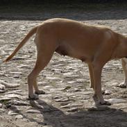 Labrador retriever julie, gule, djule