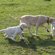 Labrador retriever julie, gule, djule