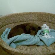 Labrador retriever Mokka! <3