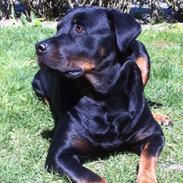 Blanding af racer Manu