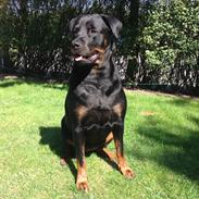 Blanding af racer Manu