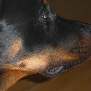 Blanding af racer Manu