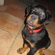 Blanding af racer Manu