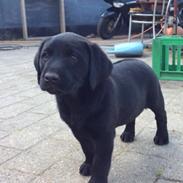 Labrador retriever Ludwig
