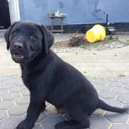 Labrador retriever Ludwig