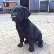 Labrador retriever Ludwig