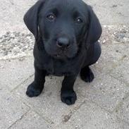 Labrador retriever Ludwig