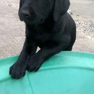 Labrador retriever Ludwig