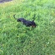 Tysk pinscher Cassis heartbeat Pablo 