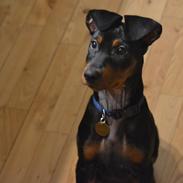 Tysk pinscher Cassis heartbeat Pablo 