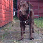 Labrador retriever Molli