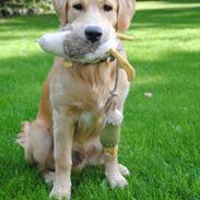 Golden retriever Valder <3