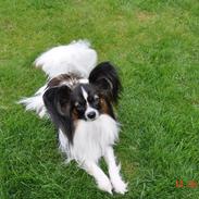 Papillon Askepots Koda "Cody"