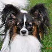 Papillon Askepots Koda "Cody"