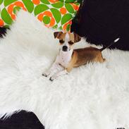 Chihuahua Daisy