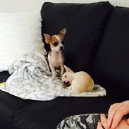 Chihuahua Daisy
