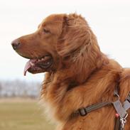 Hovawart Balou