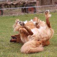 Hovawart Balou