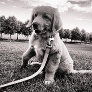 Hovawart Balou