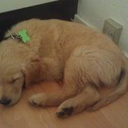 Golden retriever Mango