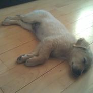 Golden retriever Mango