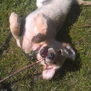 Golden retriever Mango