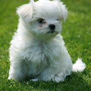 Malteser La Maison de Manon au Clair de Lune