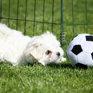 Malteser La Maison de Manon au Clair de Lune