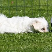 Malteser La Maison de Manon au Clair de Lune