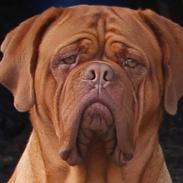 Dogue de bordeaux Aika