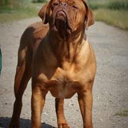 Dogue de bordeaux Aika