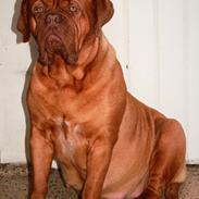 Dogue de bordeaux Aika