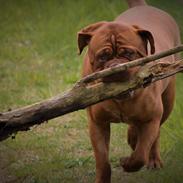 Dogue de bordeaux Aika